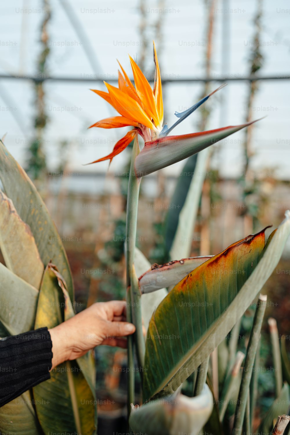 Eine Paradiesvogelblume in einem Gewächshaus