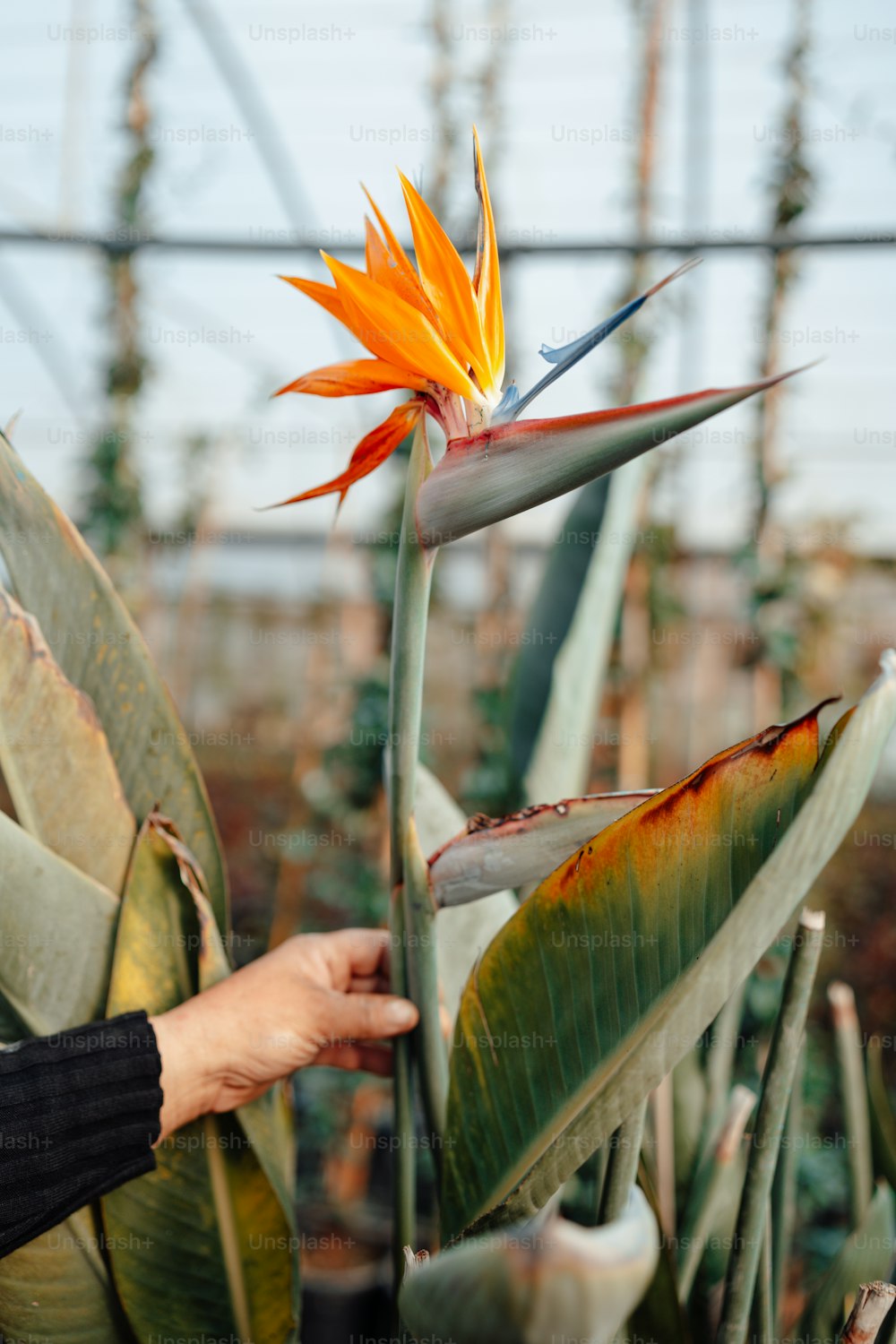 a bird of paradise flower in a greenhouse