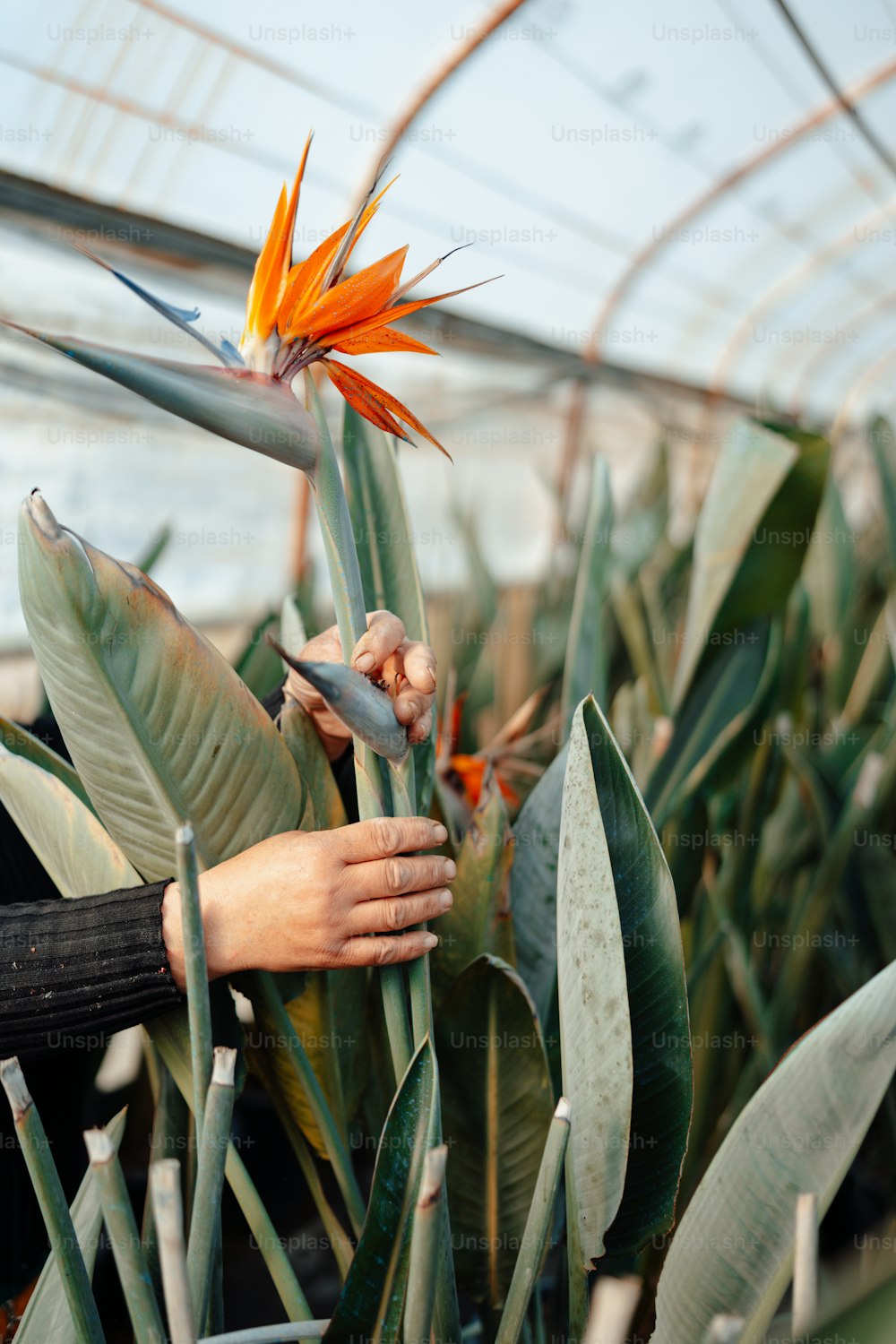 Una persona sosteniendo una planta de ave del paraíso en un invernadero