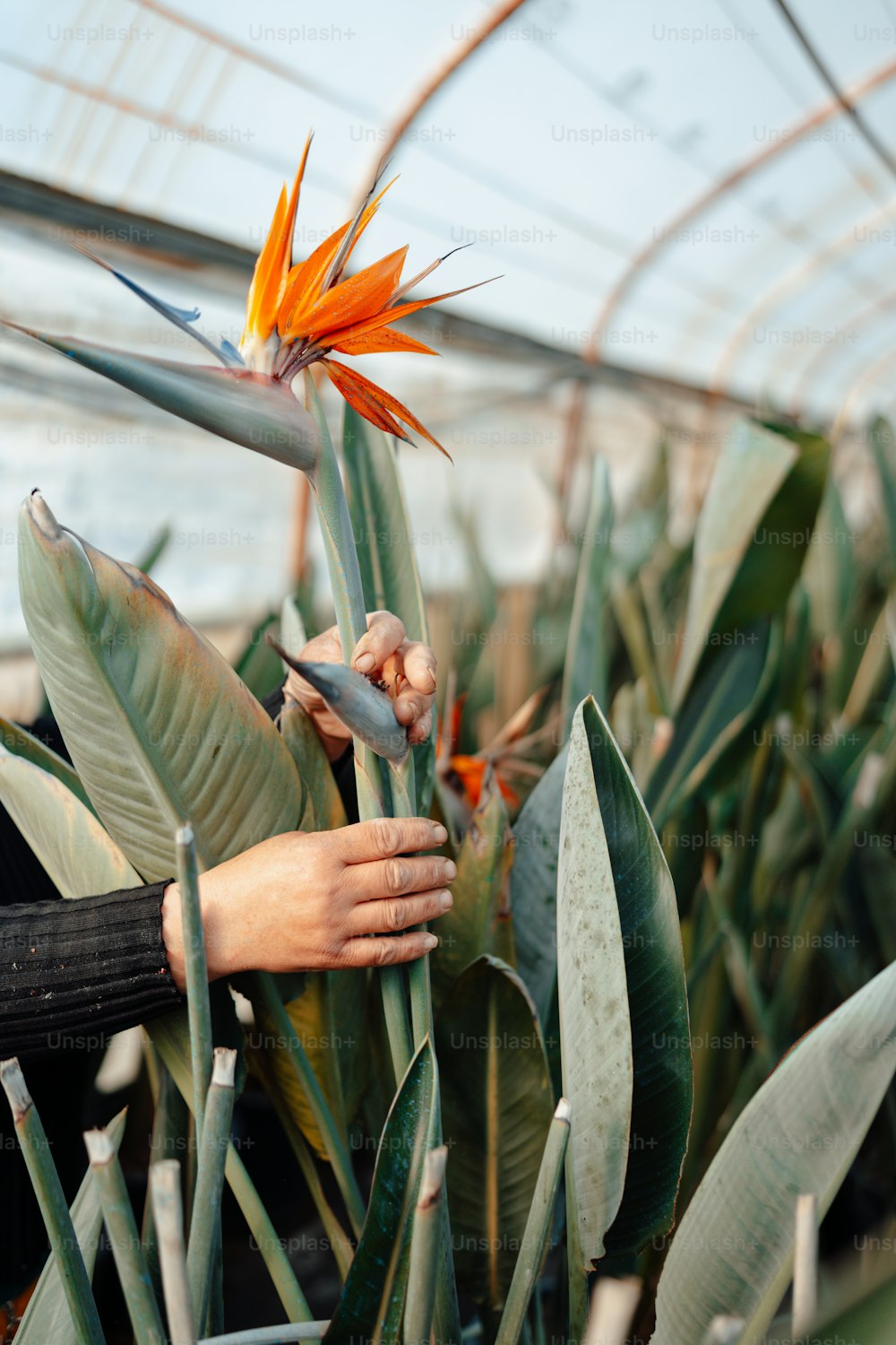 a person holding a bird of paradise plant in a greenhouse