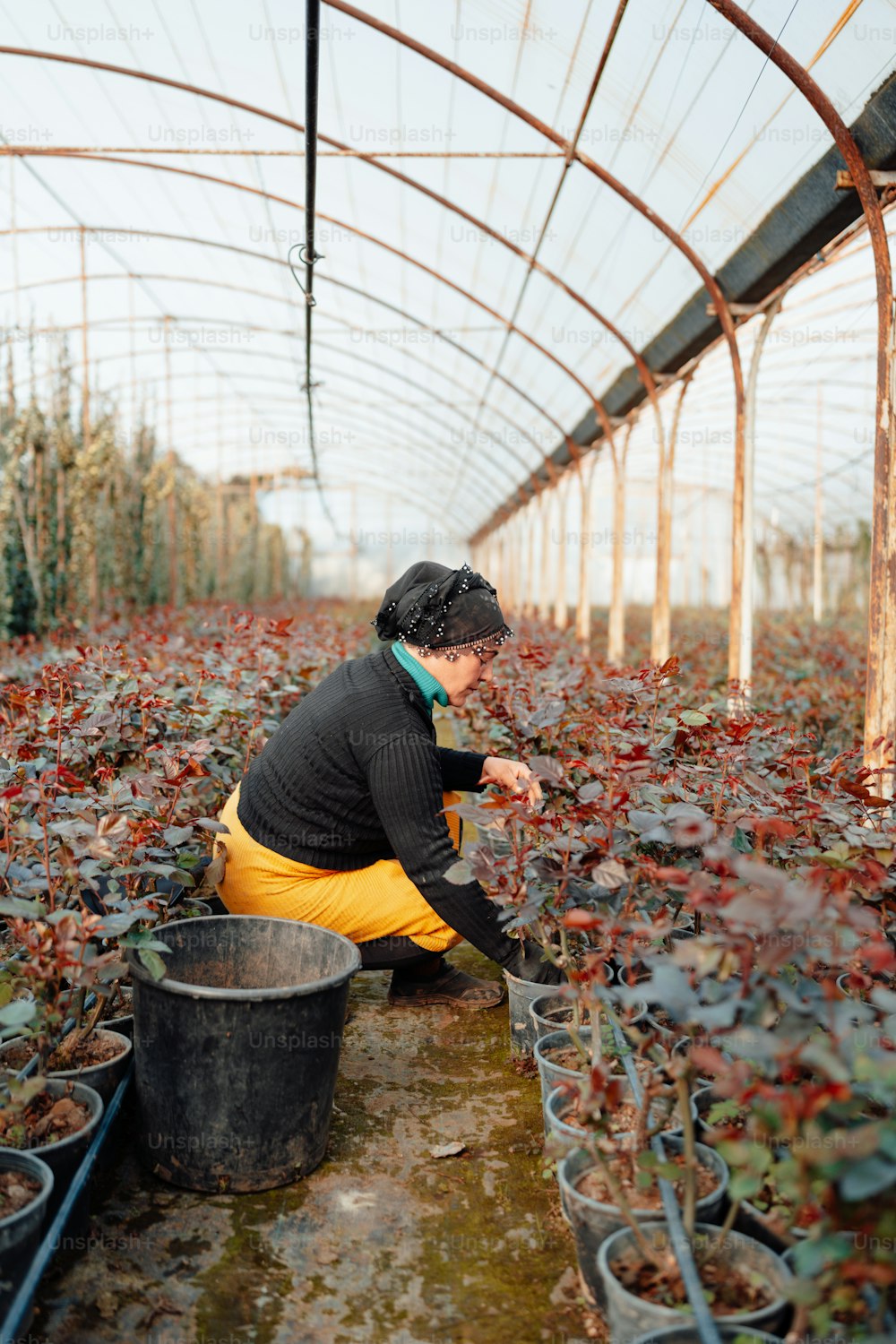 温室でひざまずいて植物を摘む女性