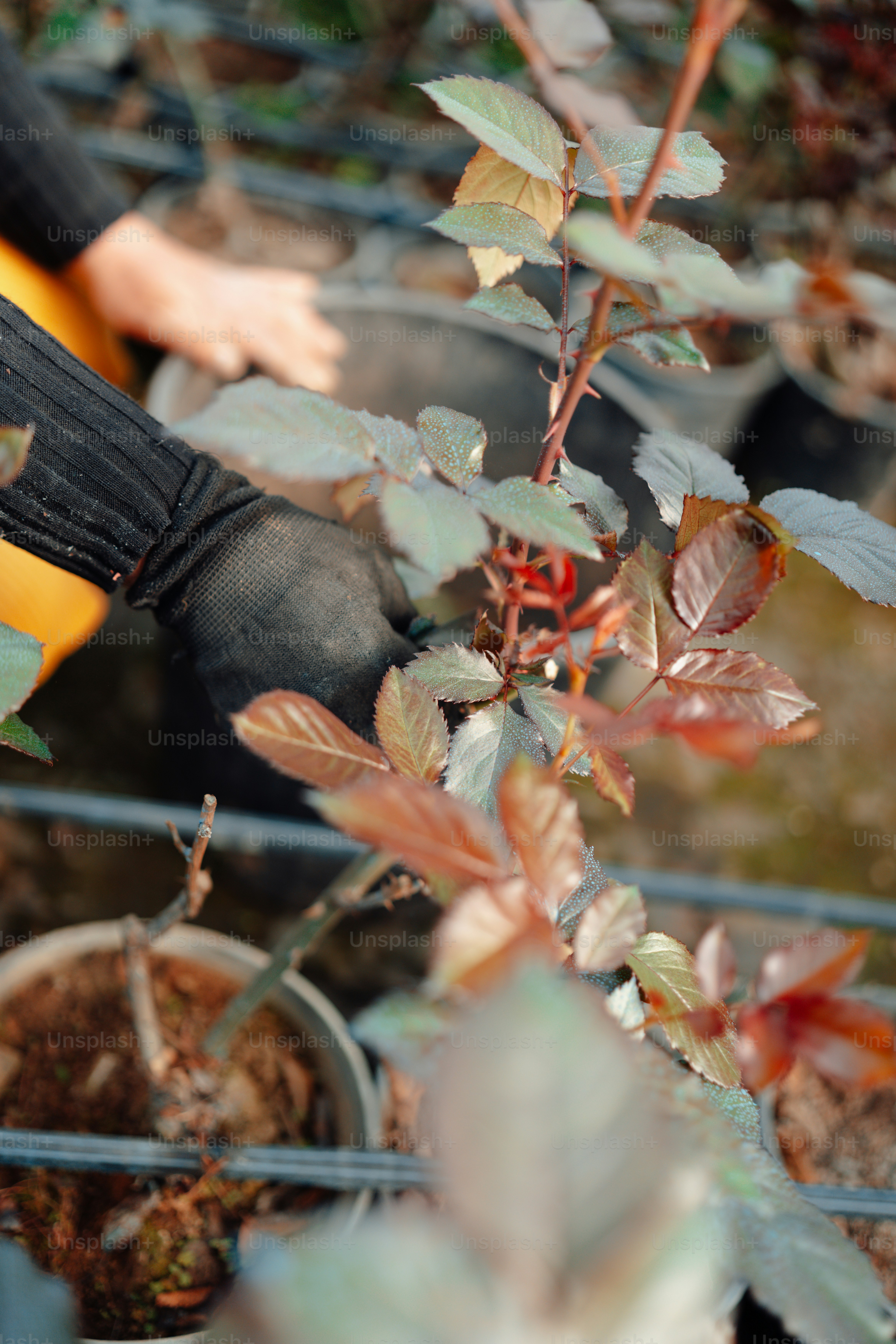 a person holding a plant in their hand