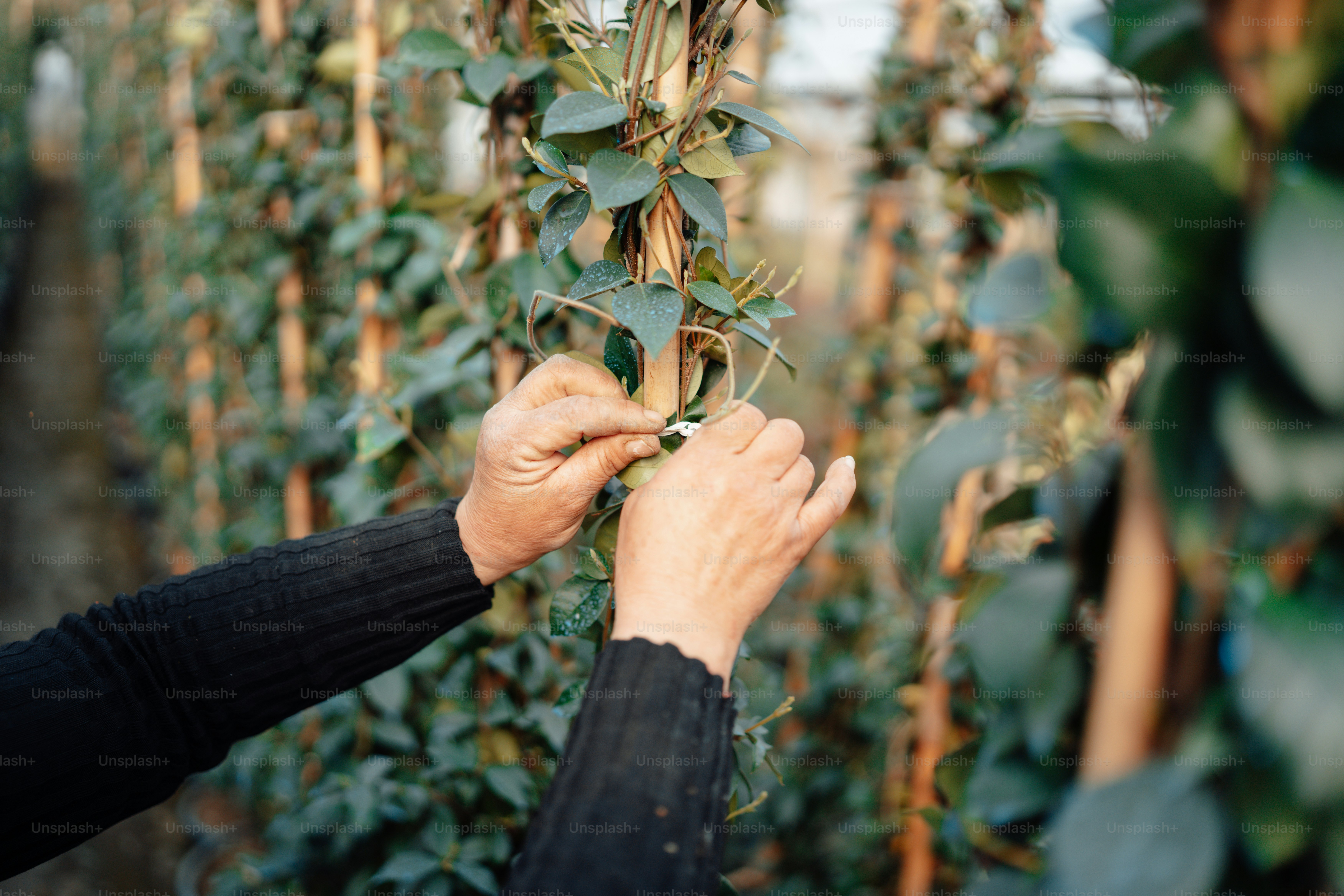 a person trimming a bush with a pair of scissors