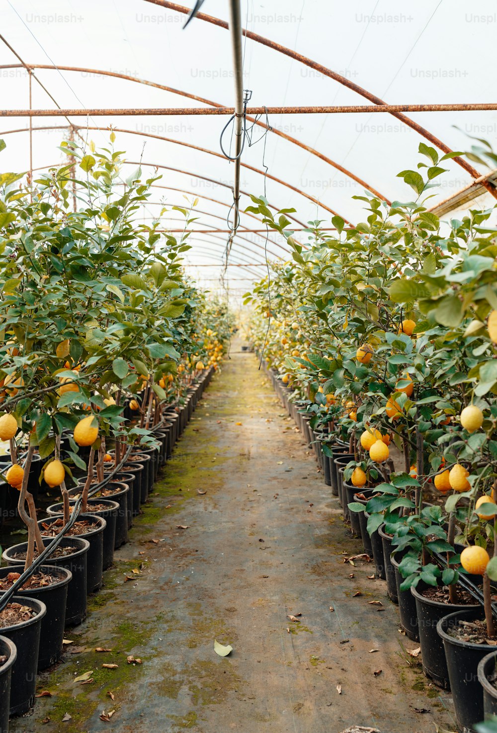 a greenhouse filled with lots of orange trees