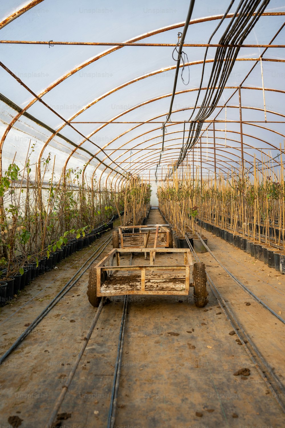 a row of greenhouses filled with lots of plants