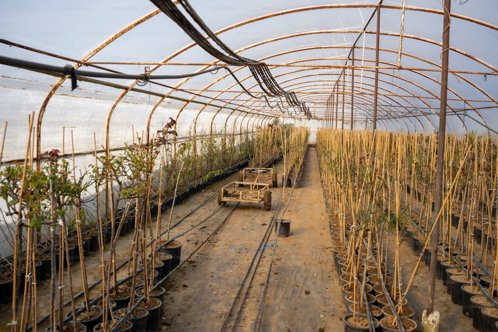 a large greenhouse filled with lots of plants