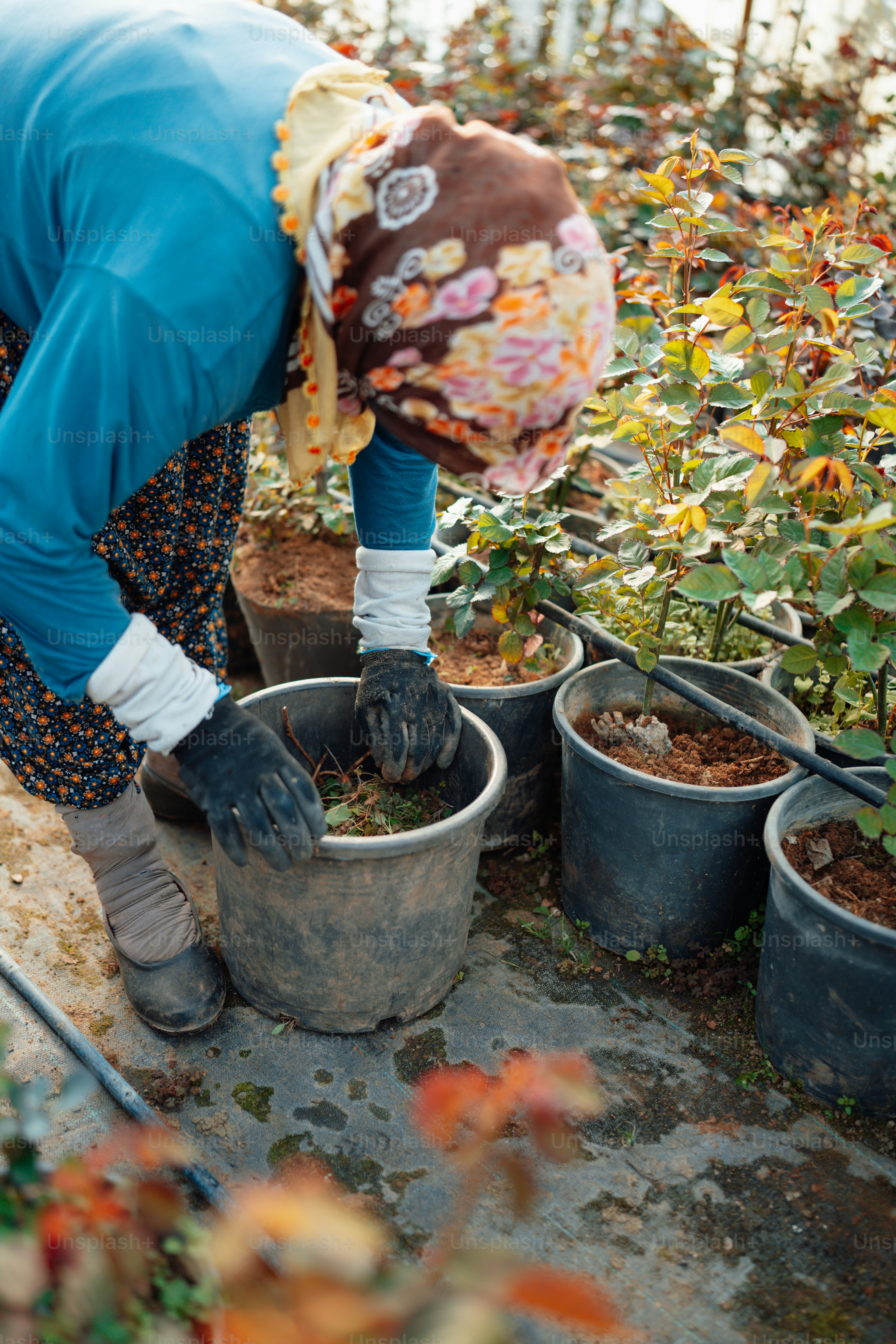a woman in a blue shirt and white gloves is tending to a potted plant