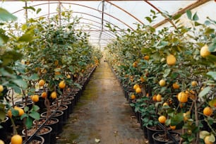 a greenhouse filled with lots of orange trees