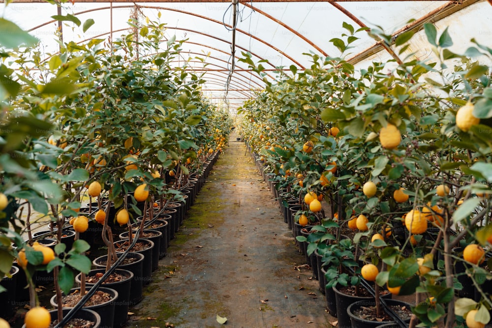 a greenhouse filled with lots of orange trees