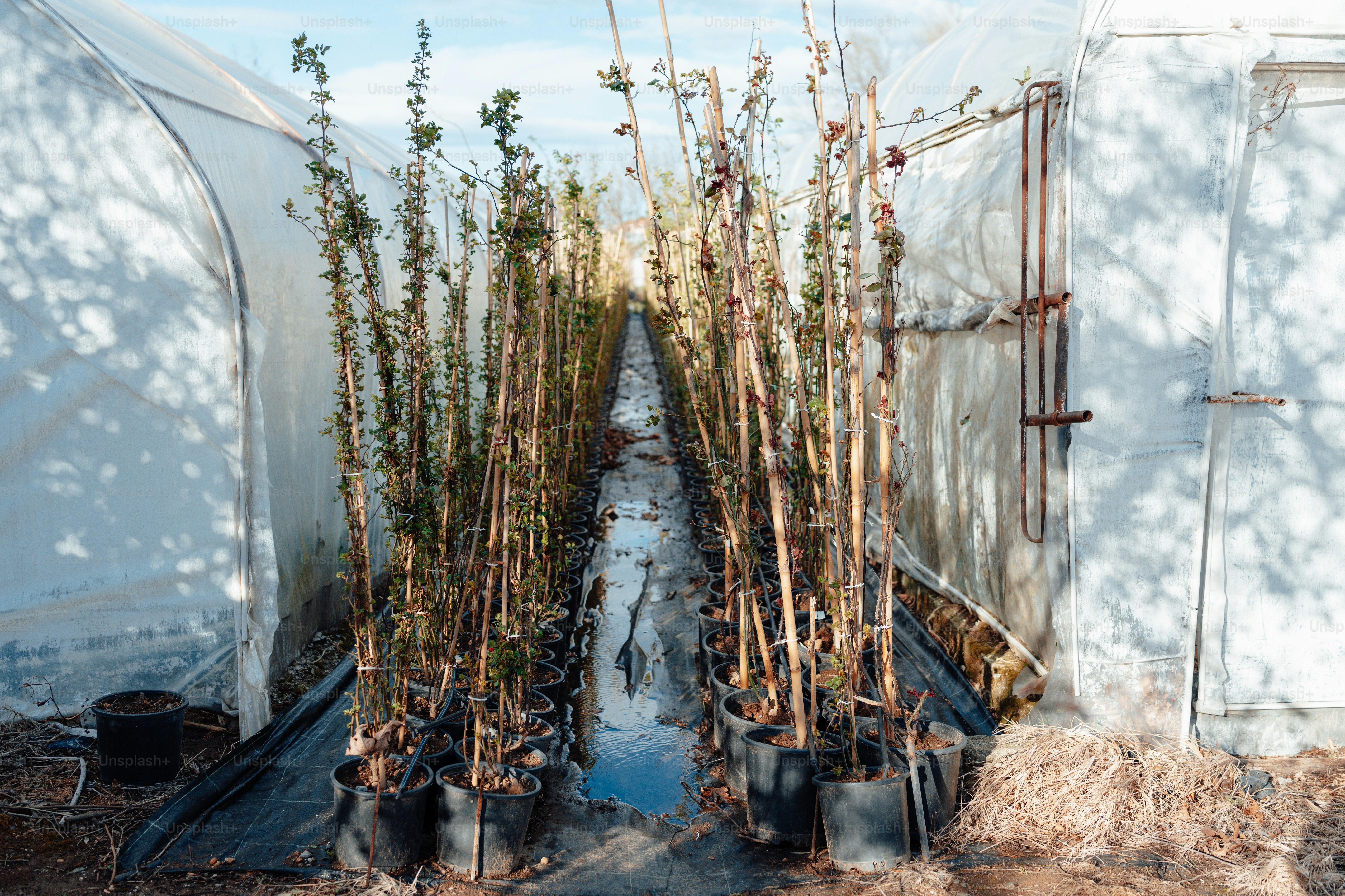 a bunch of plants that are inside of a greenhouse