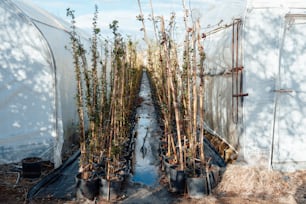 a bunch of plants that are inside of a greenhouse