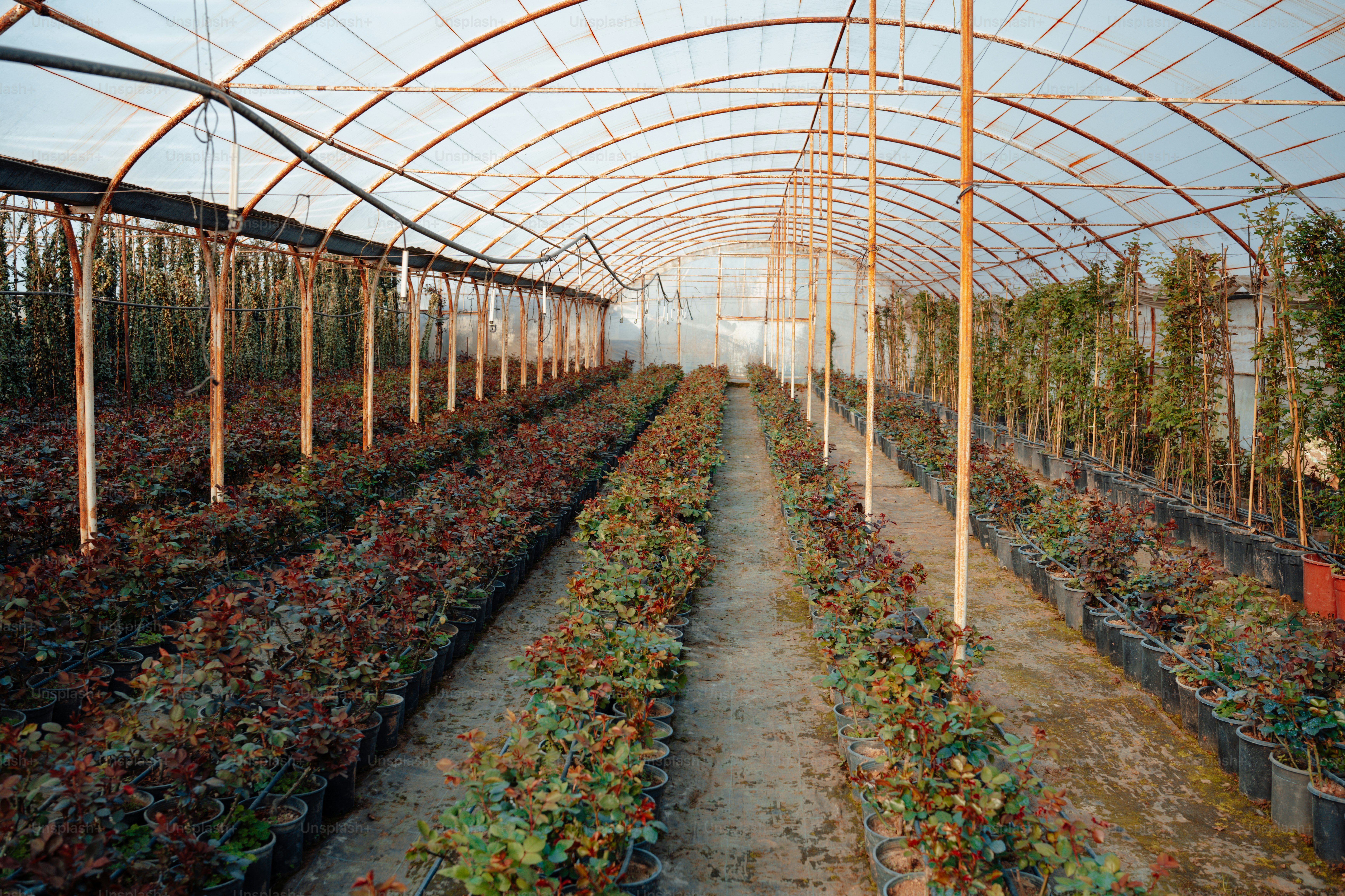 A large greenhouse filled with lots of plants photo – Garden Image on ...