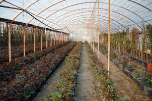 a large greenhouse filled with lots of plants