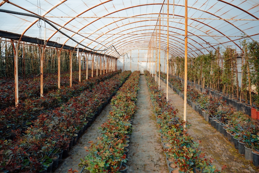 a large greenhouse filled with lots of plants