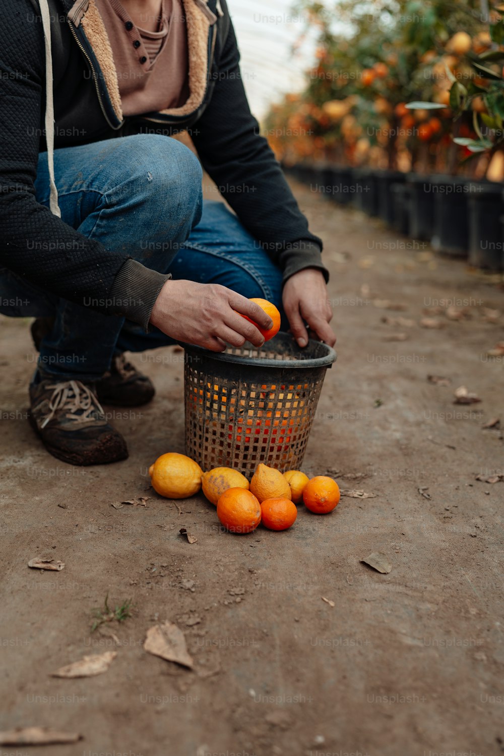 a person kneeling down picking oranges from a basket
