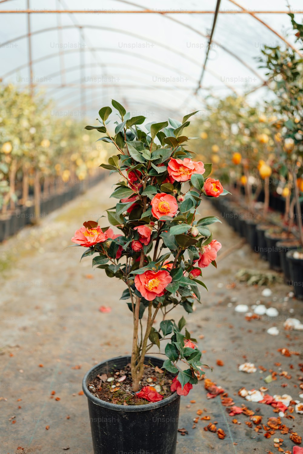a potted plant with red flowers in a greenhouse