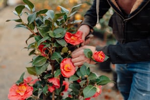 a person holding onto a bush with red flowers