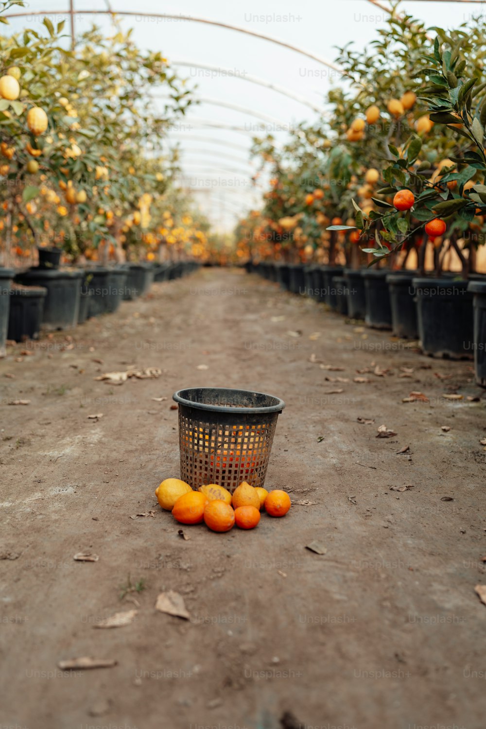 a basket of oranges sitting on a dirt road