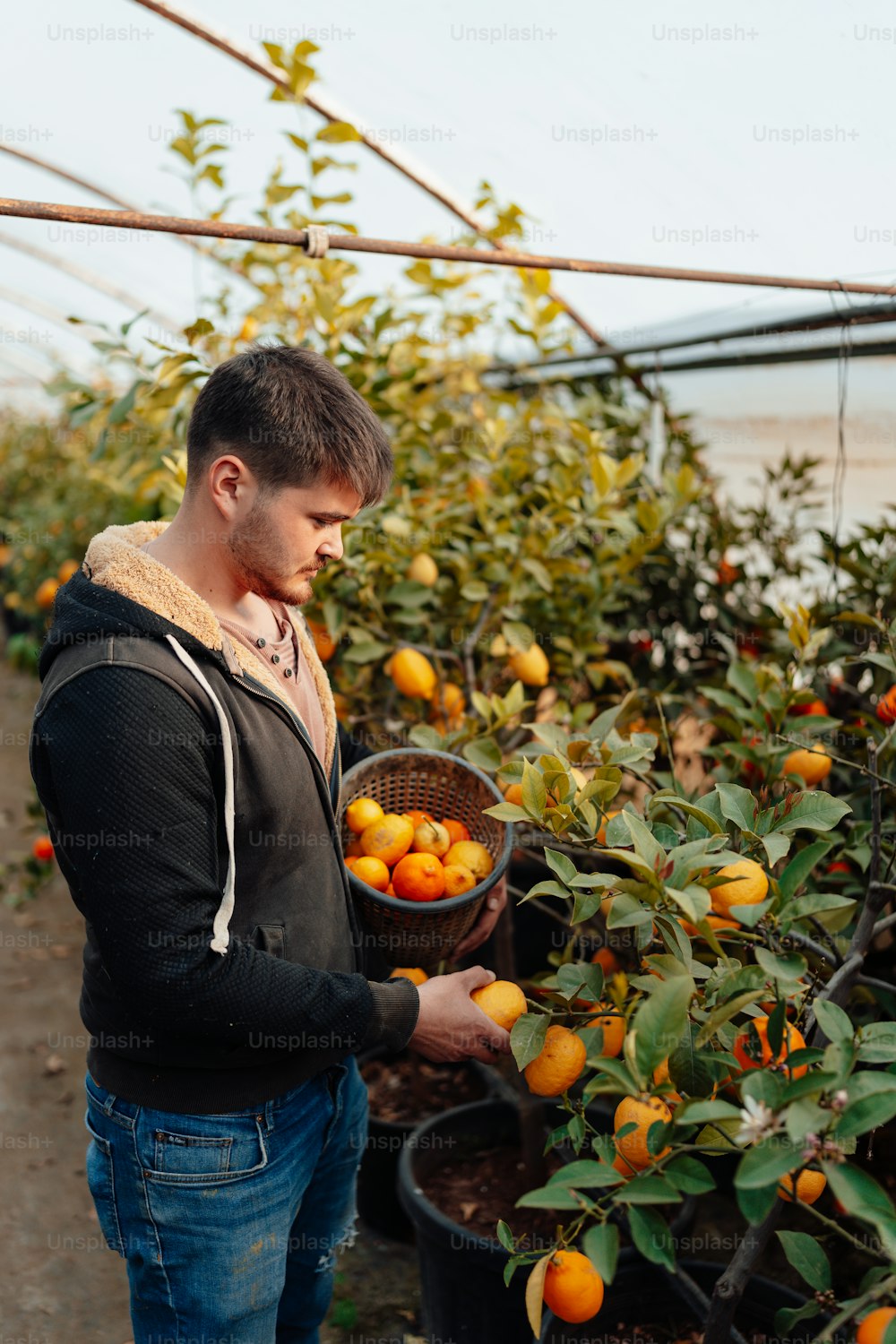 a man holding a bucket of oranges in a greenhouse