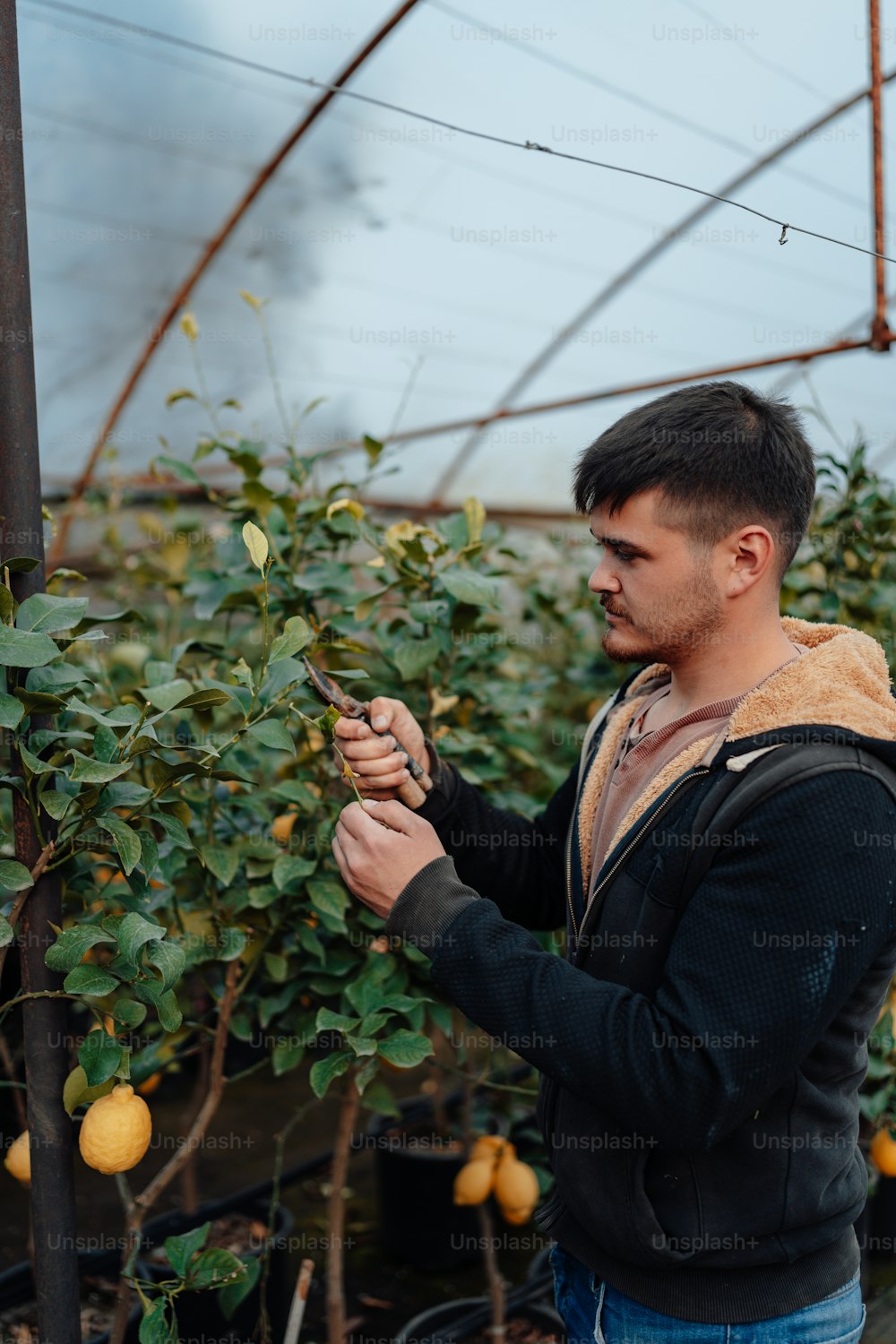 Un hombre en un invernadero sosteniendo una pequeña planta
