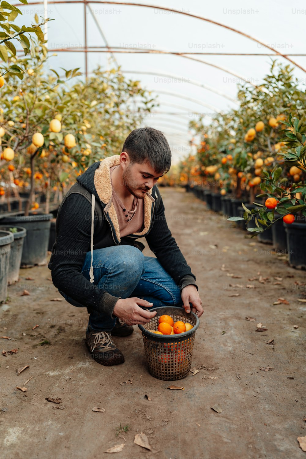 Un uomo inginocchiato in una serra che raccoglie arance