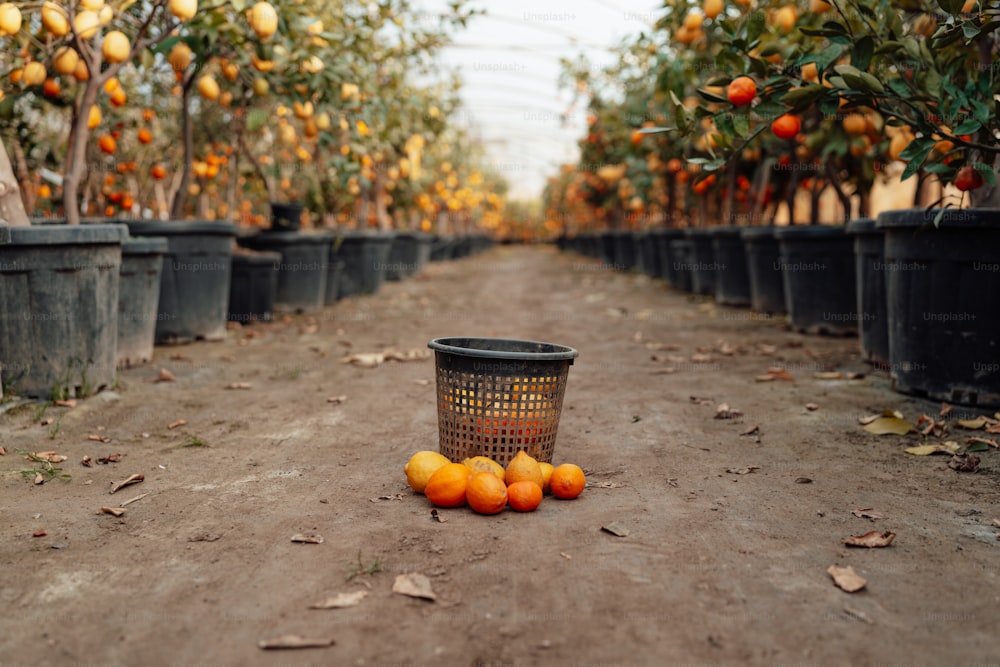 a basket of oranges sitting on a dirt road