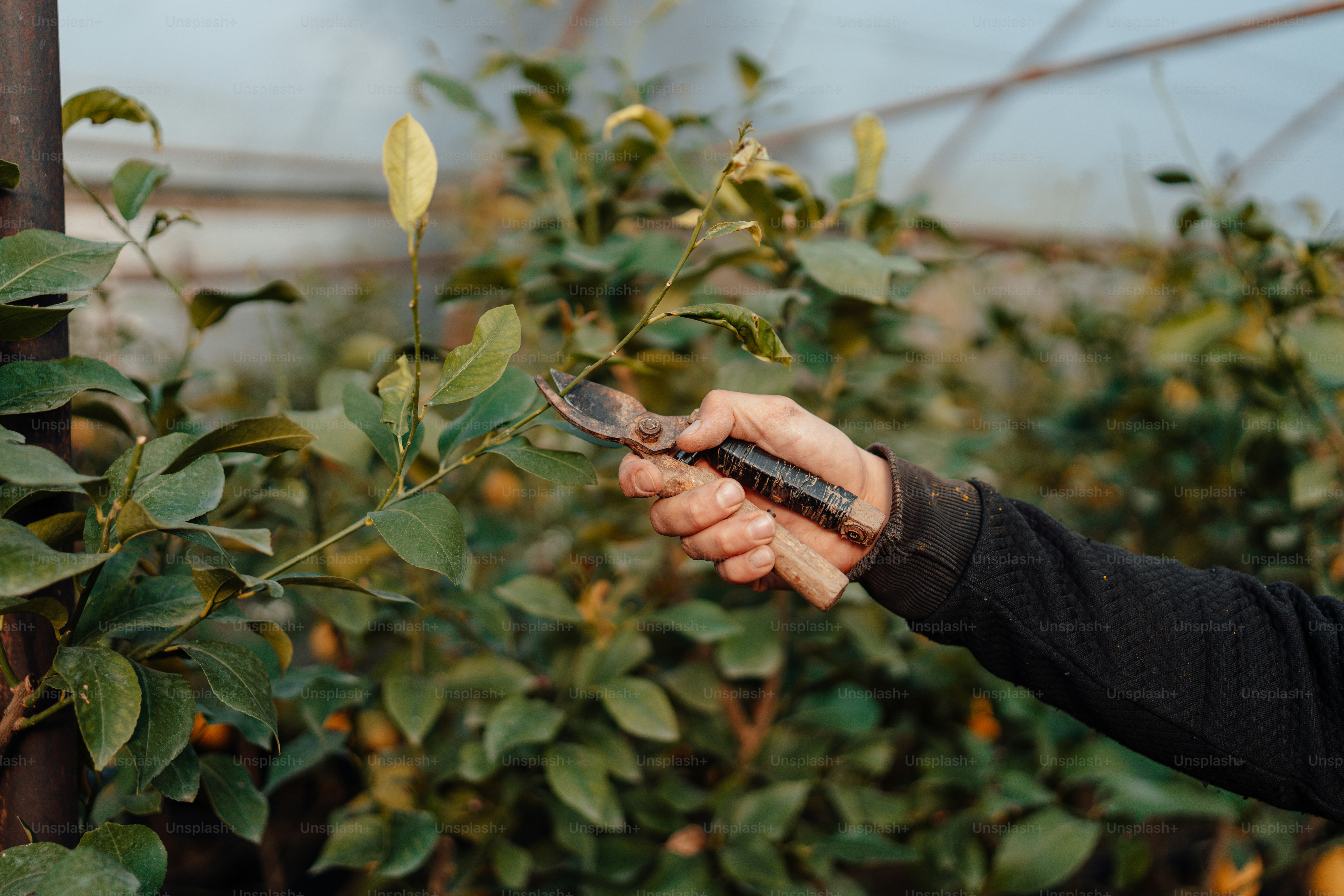 a person holding a knife in their hand