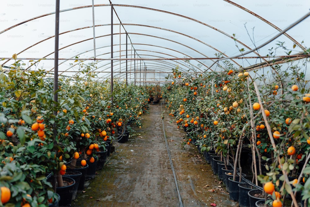 a greenhouse filled with lots of orange trees