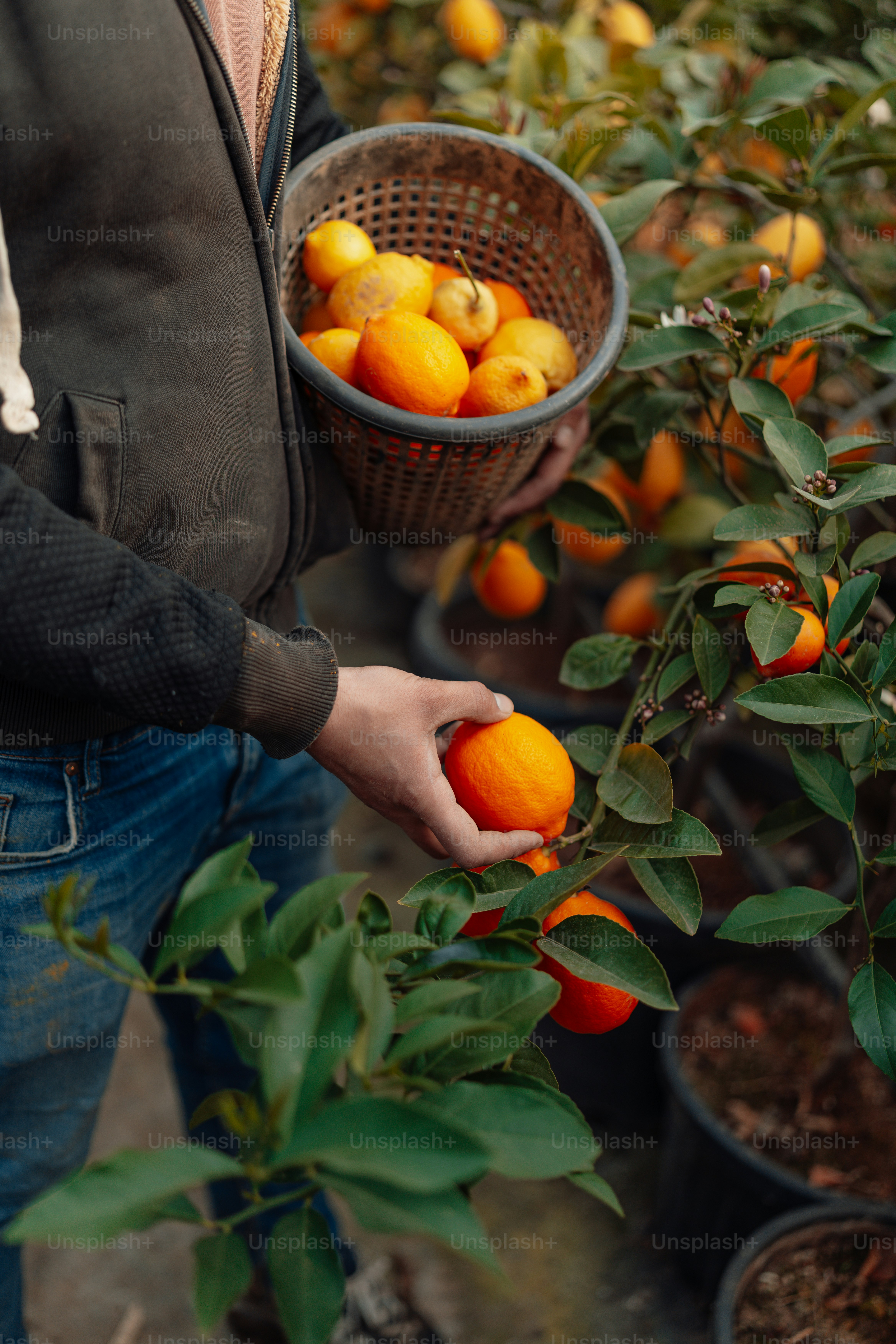 a man holding a basket full of oranges