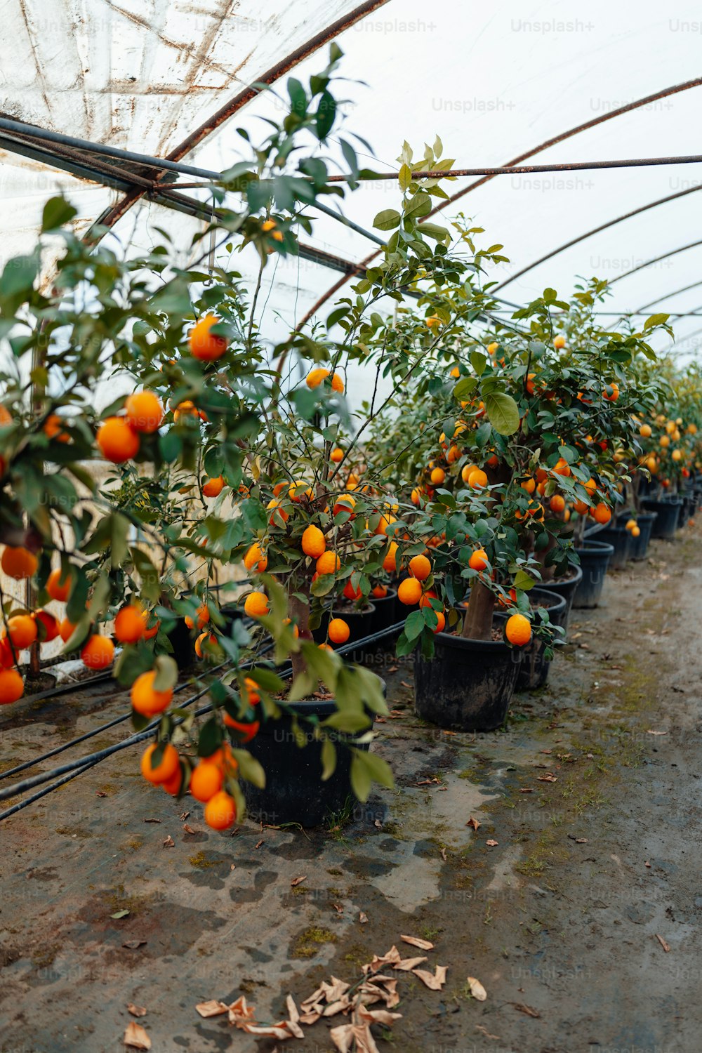 eine Reihe von Orangenbäumen in einem Gewächshaus