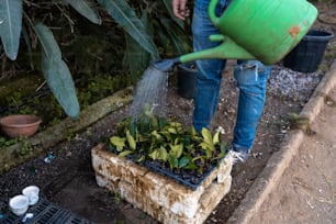 a person pouring water into a planter filled with plants
