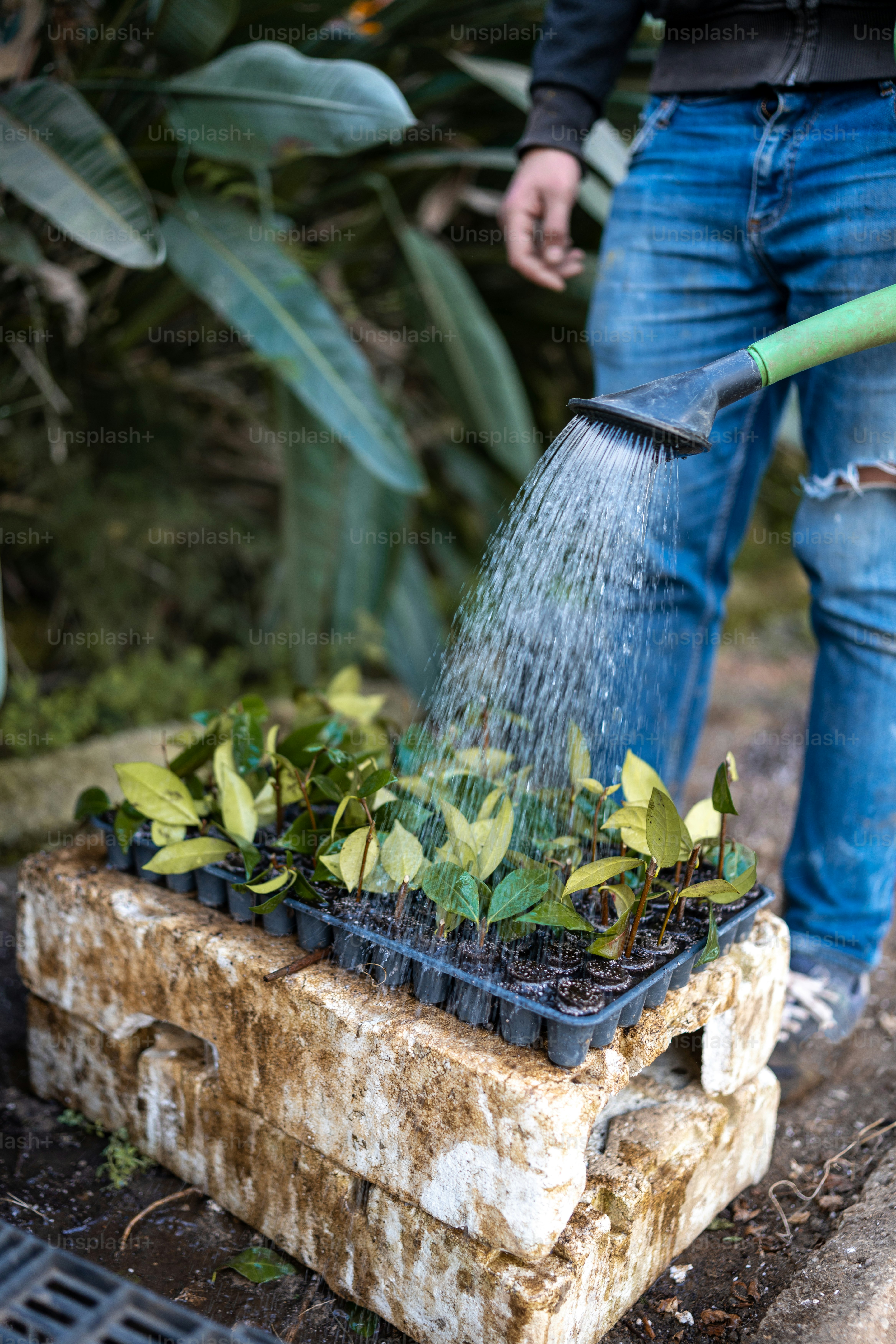 a man is watering plants in a container