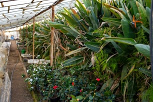 Un invernadero lleno de muchas plantas verdes