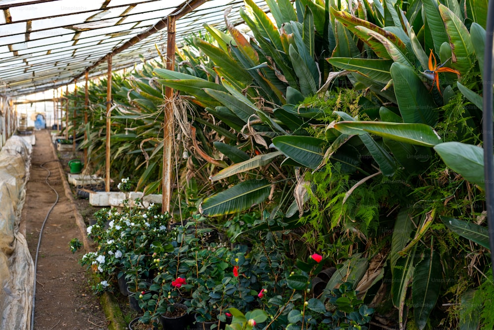 Un invernadero lleno de muchas plantas verdes