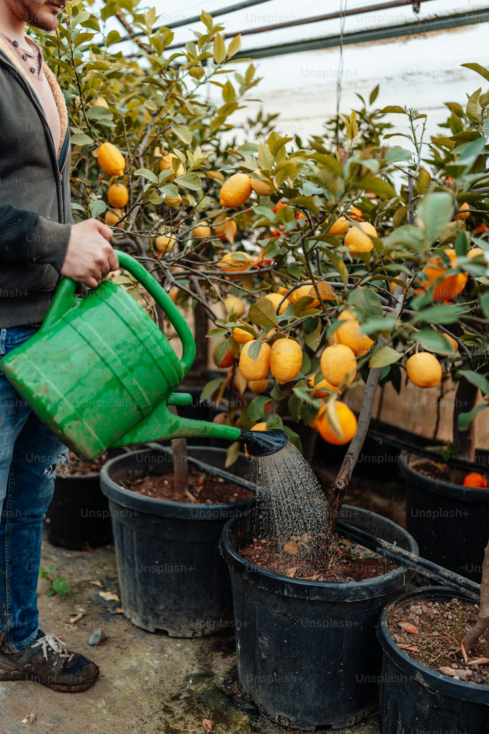 a man holding a green watering can next to a tree filled with oranges