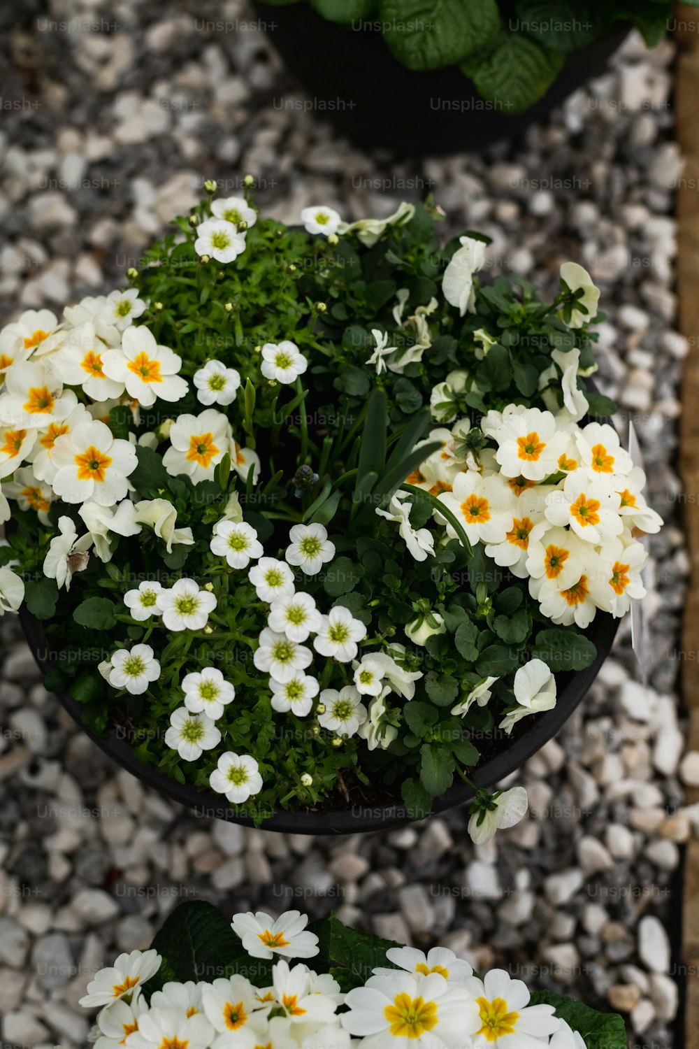 a bunch of white and yellow flowers in a pot
