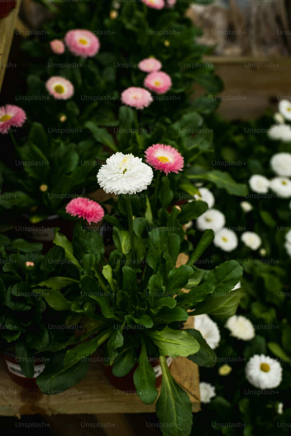 a bunch of white and pink flowers in a wooden box