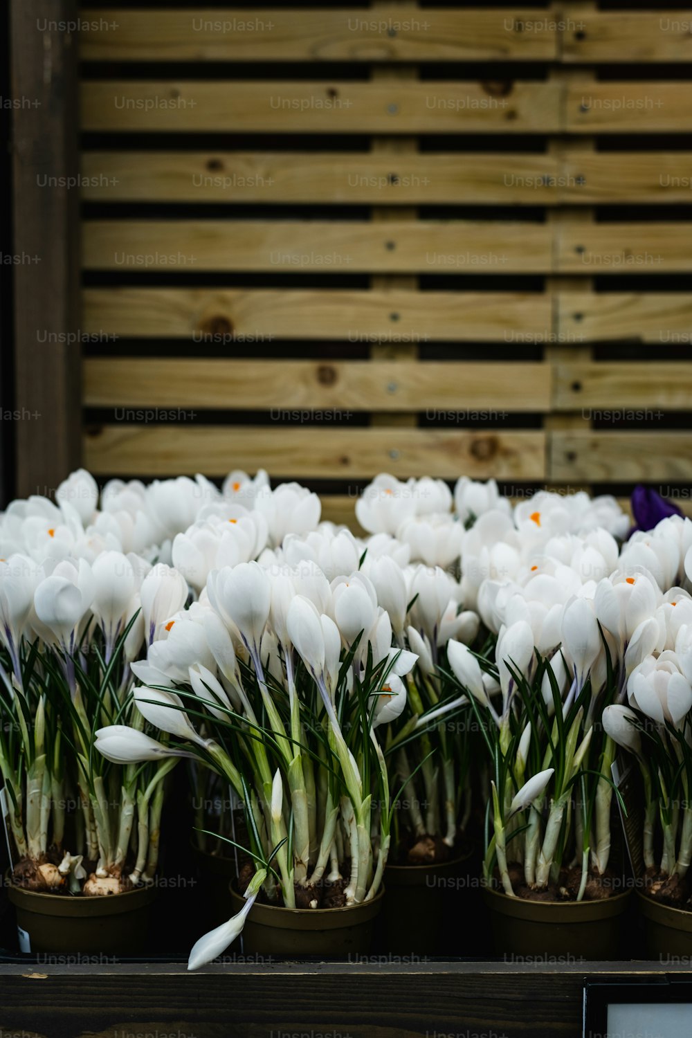 a bunch of flowers that are in some pots