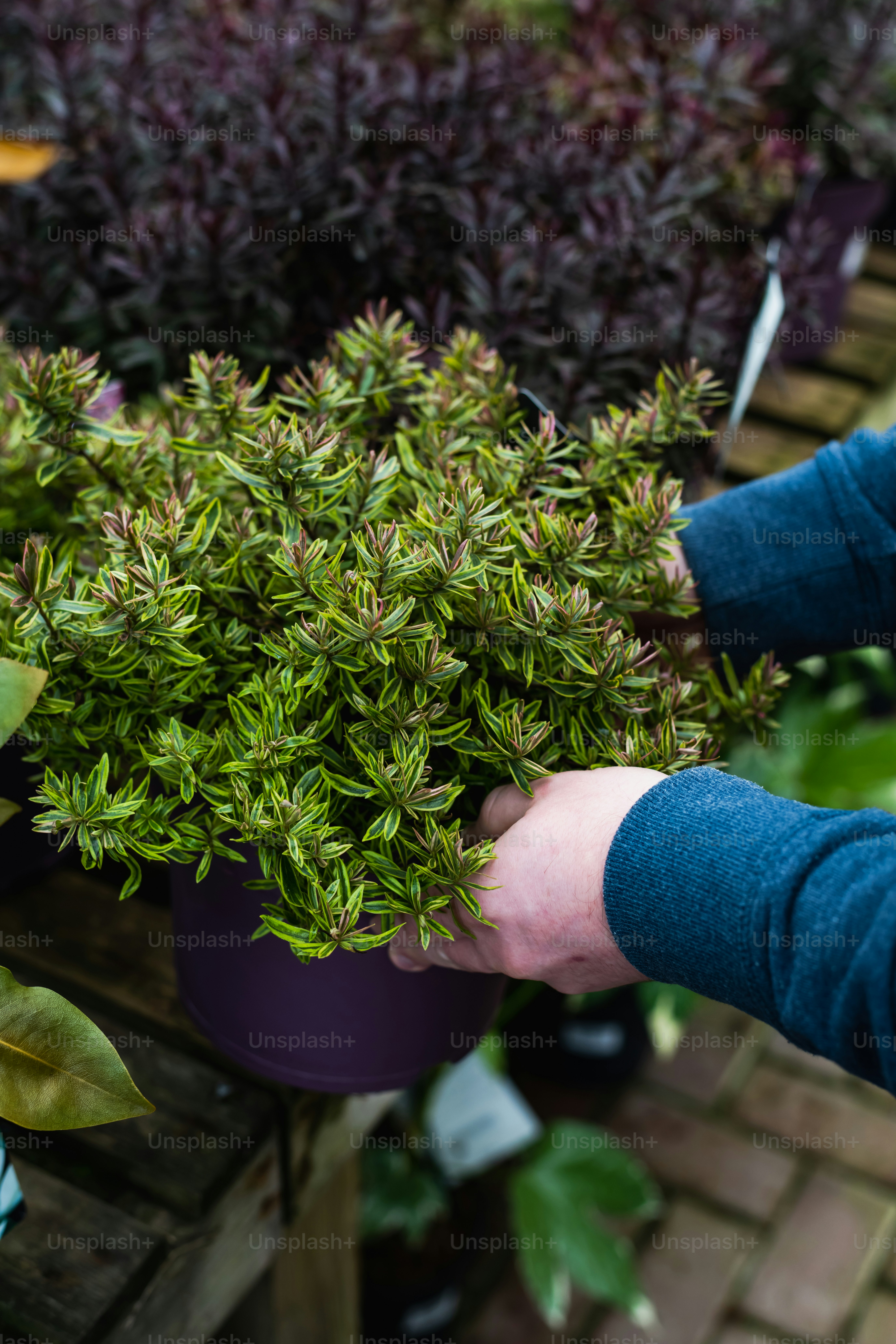 a person holding a potted plant in their hand