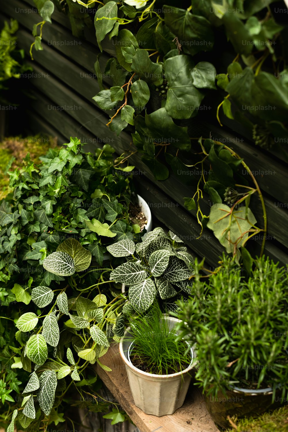 a bunch of plants that are sitting on a table