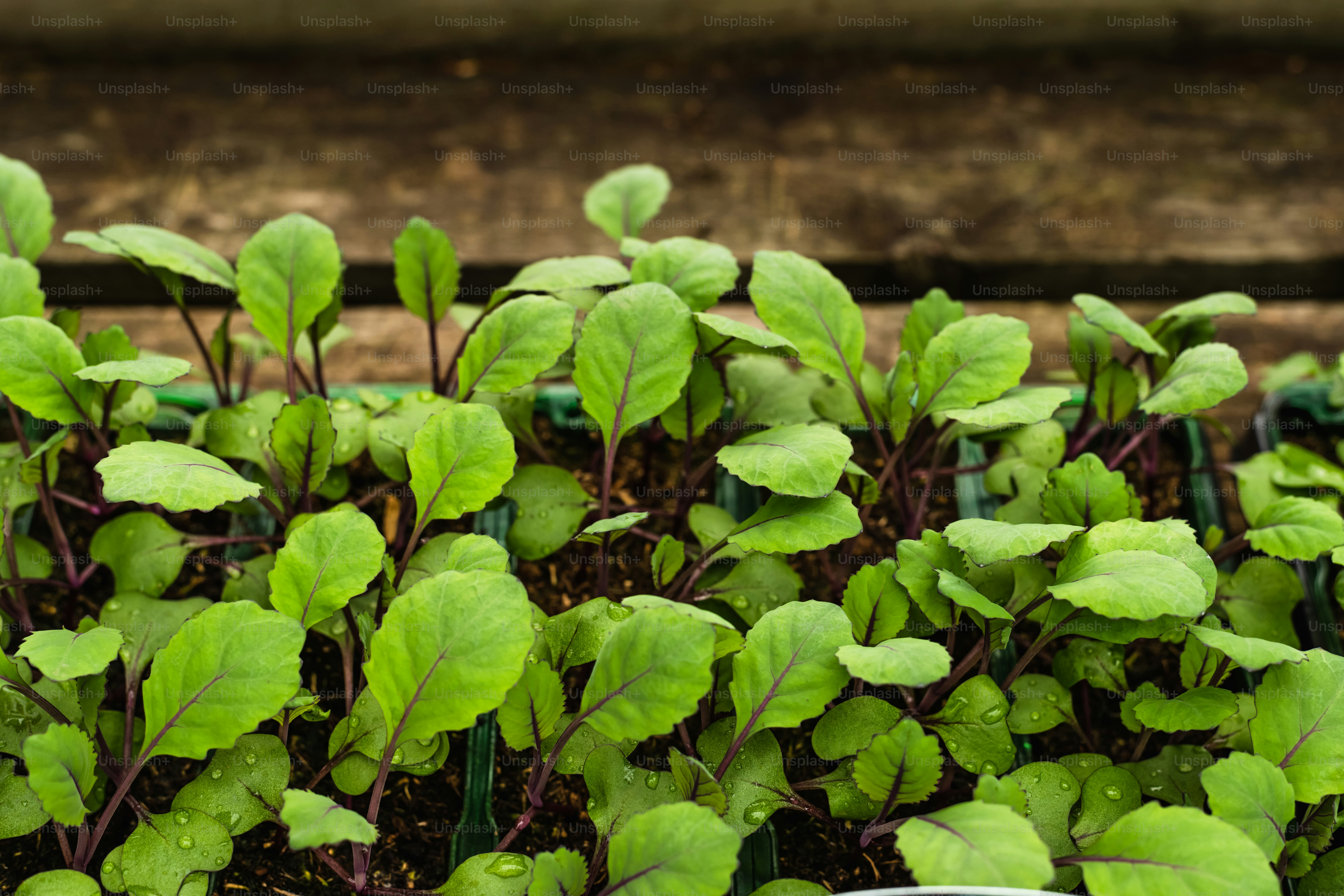 Microgreens growing under a grow light, vibrant and healthy. Photo by Monika Grabkowska on Unsplash