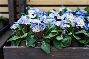 un groupe de fleurs bleues et jaunes dans une boîte en bois
