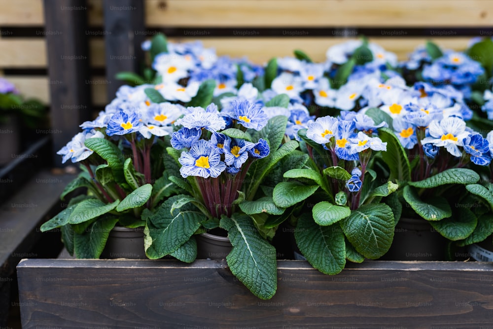 a group of blue and yellow flowers in a wooden box