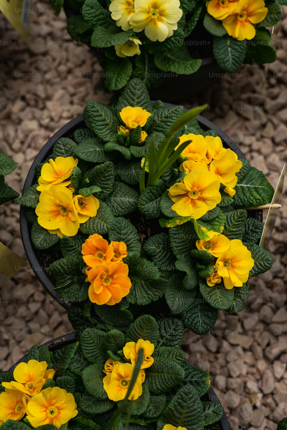 a group of yellow flowers in a pot