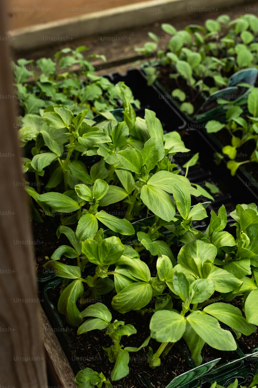 a bunch of plants that are in a box