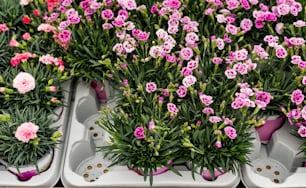 várias bandejas cheias de flores rosa e brancas