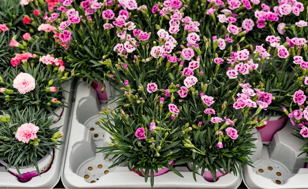 Varias bandejas llenas de flores rosadas y blancas