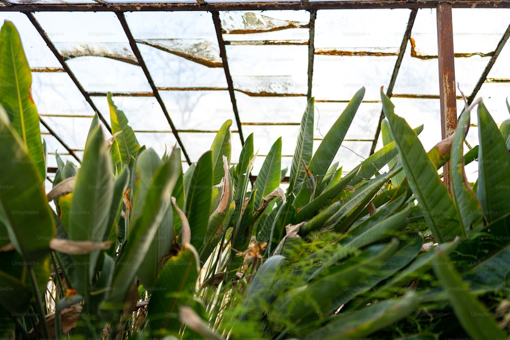 a bunch of plants that are inside of a building