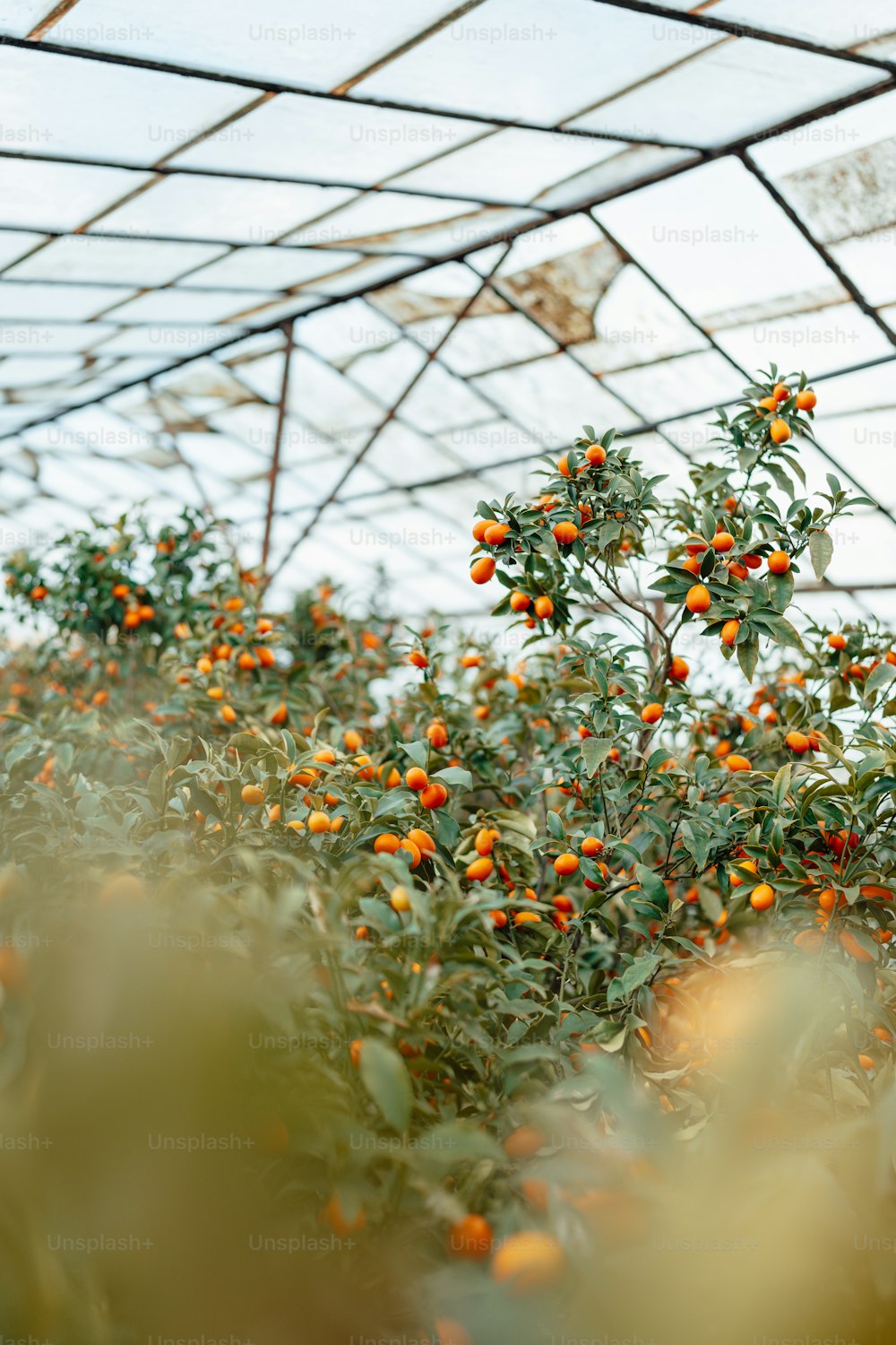 a bunch of oranges growing on a tree in a greenhouse