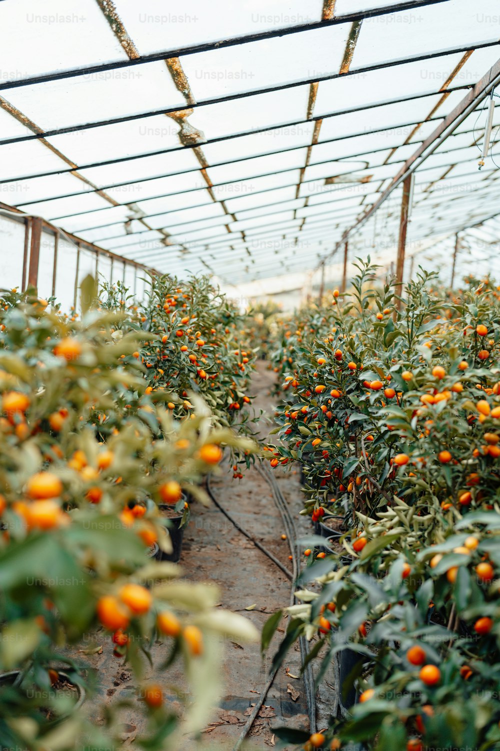 たくさんのオレンジと植物でいっぱいの温室